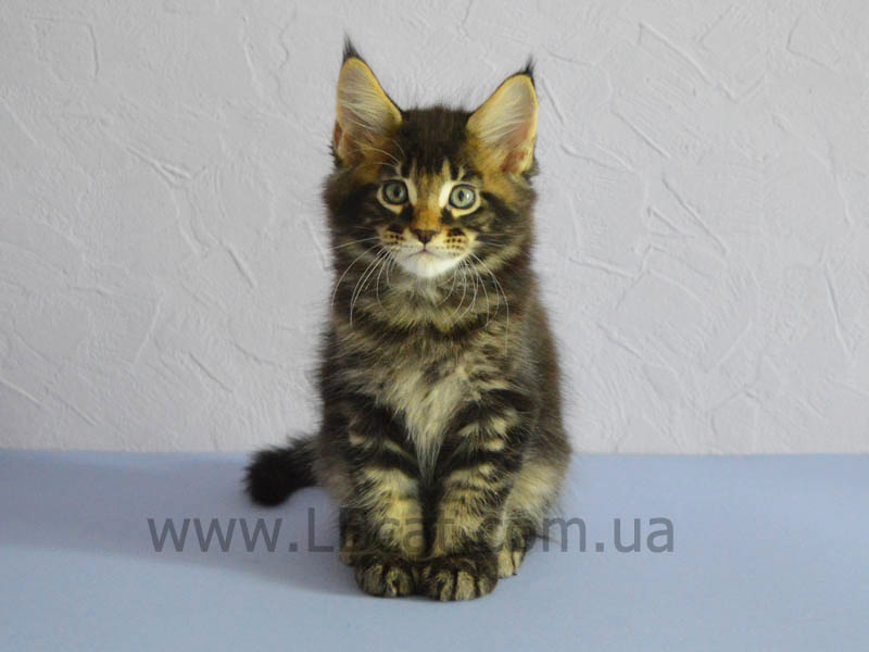 купить котенка породы мейн кун