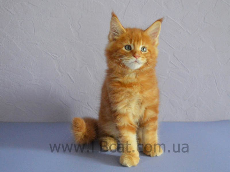 Мейн Кун