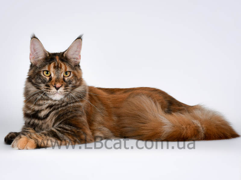 Купить котенка мейн кун