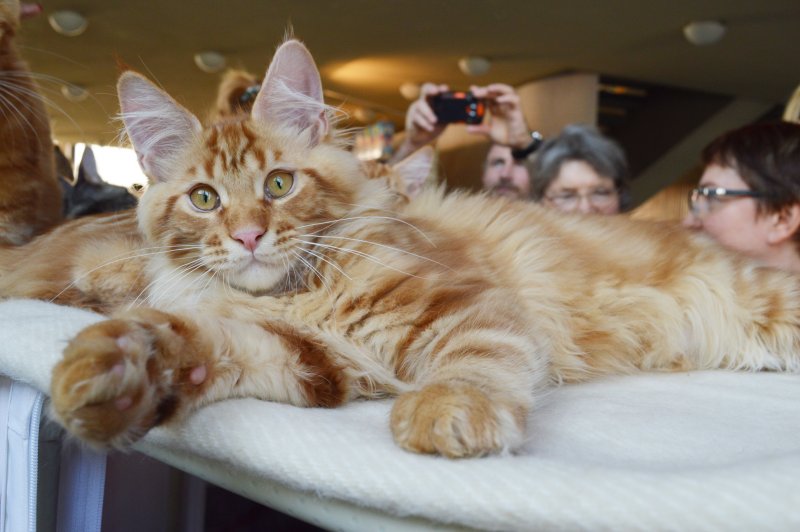 Maine Coon