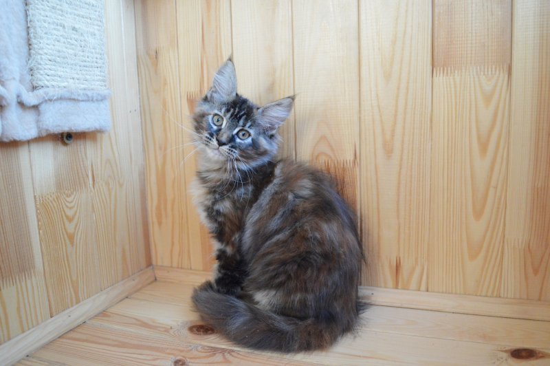 купить котенка породы мейн кун
