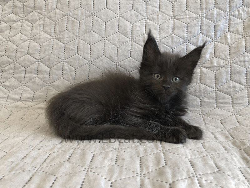 LuxuryBigCat