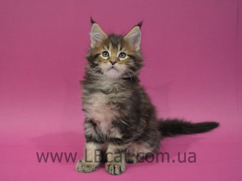купить котенка мейн кун киев