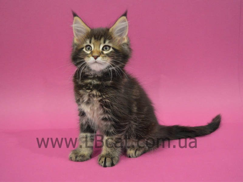 купить котенка породы мейн кун