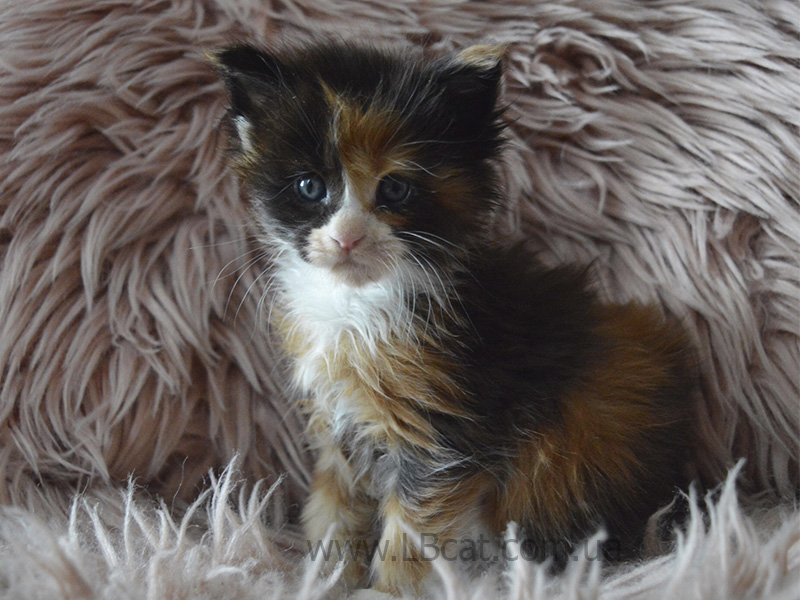Мейн кун котята