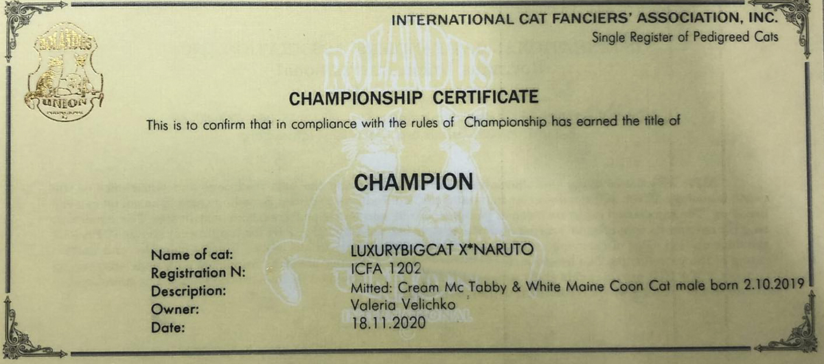 Narutocertificate