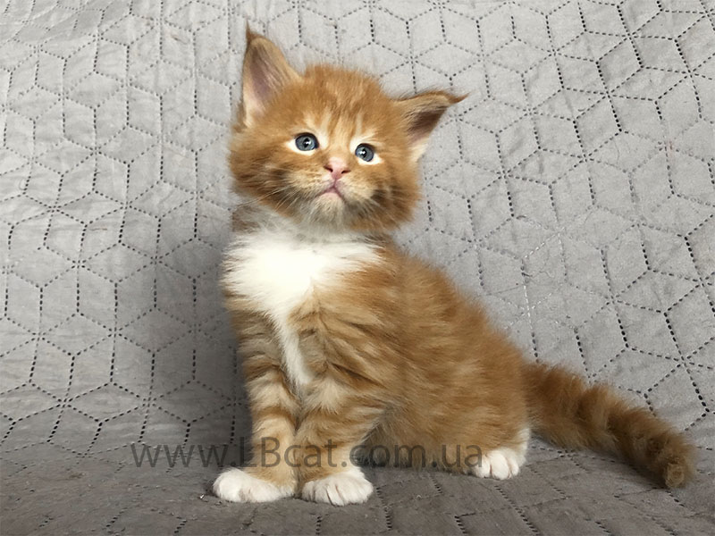 LuxuryBigCat