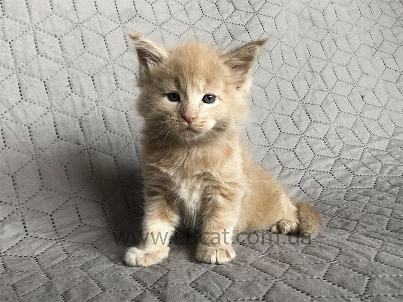 купить котенка мейн кун киев