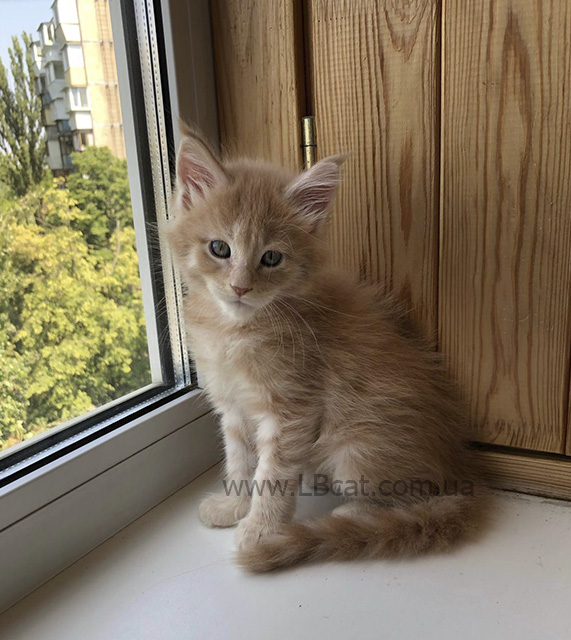 Мейн кун котята
