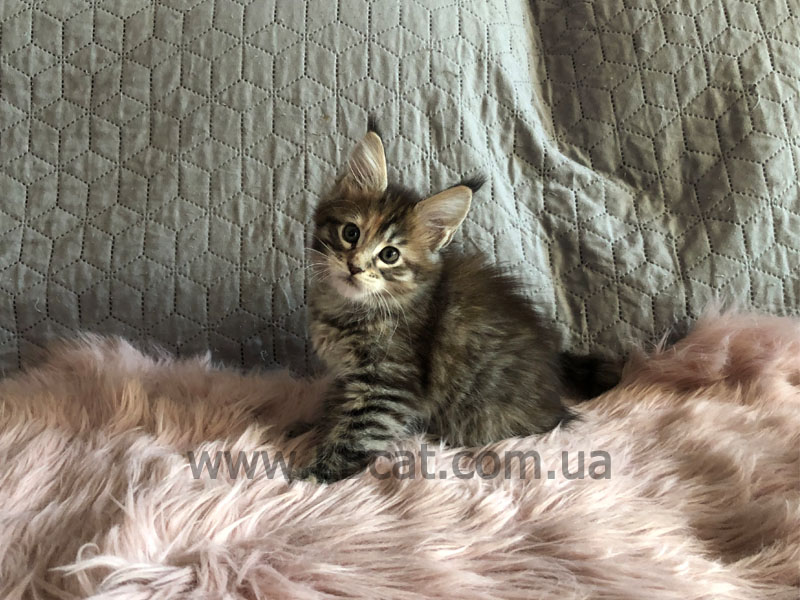 Мейн Кун