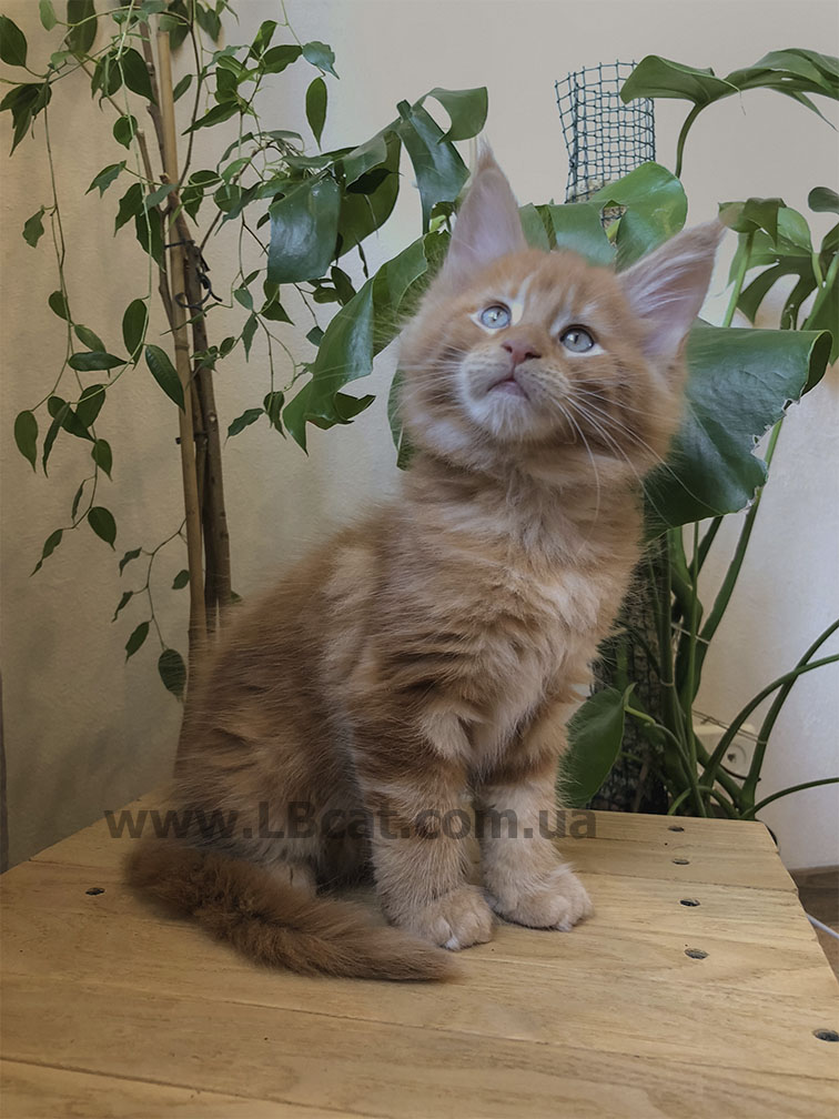 купить котенка породы мейн кун