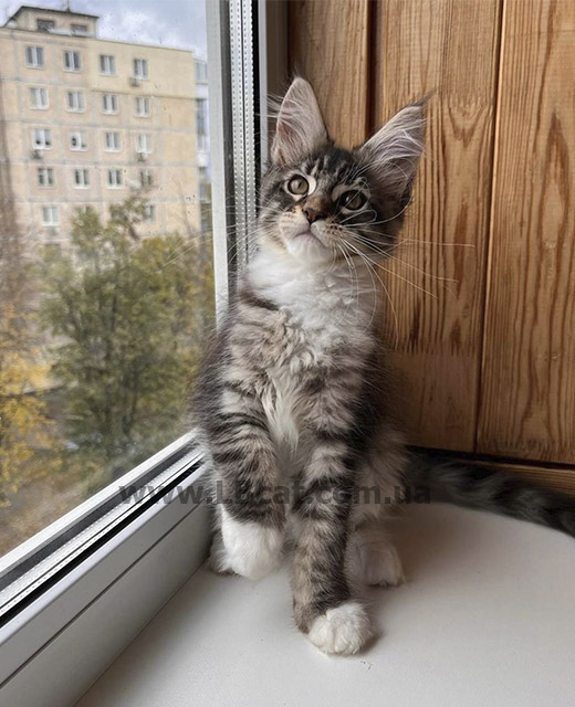 Купити кошеня Мейн кун