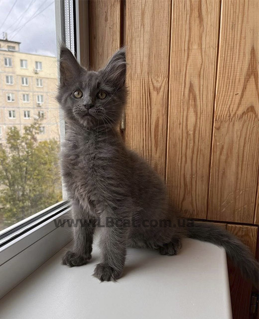 купить котенка породы мейн кун