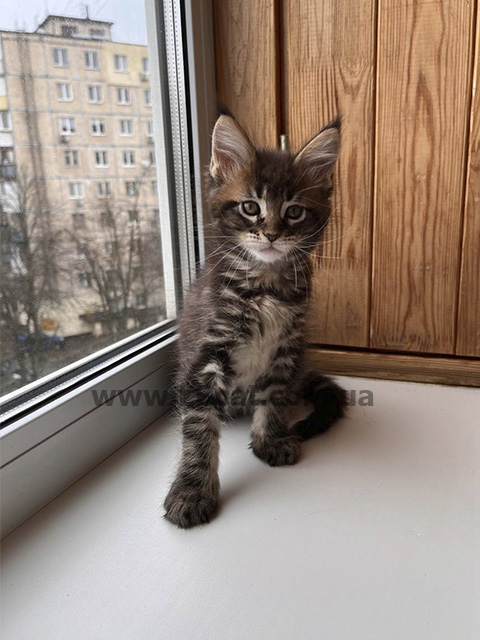 купить котенка породы мейн кун
