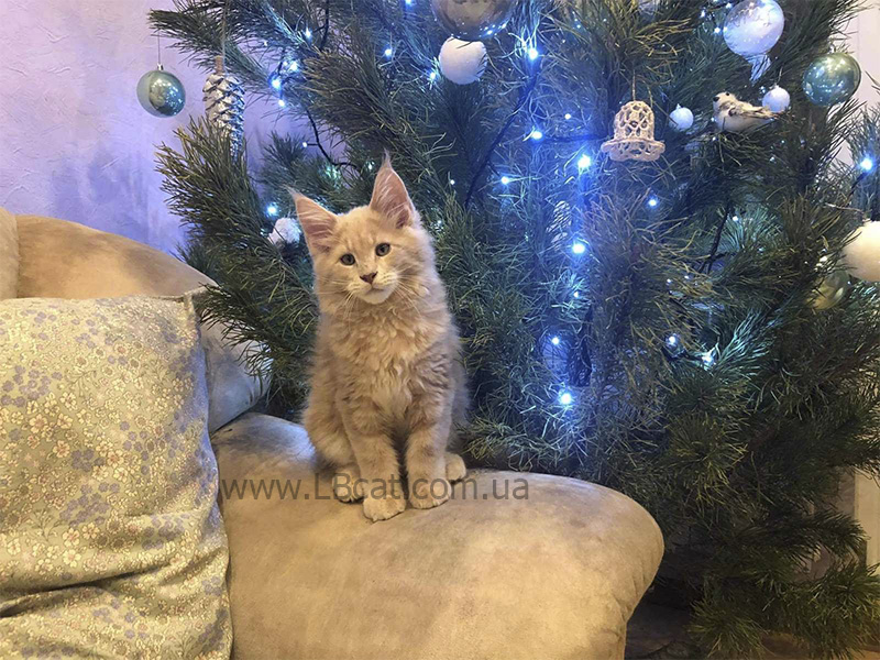 купить котенка породы мейн кун