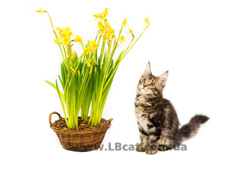 купить котенка мейн кун киев