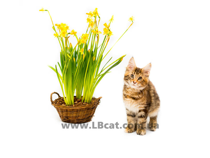 купить котенка породы мейн кун