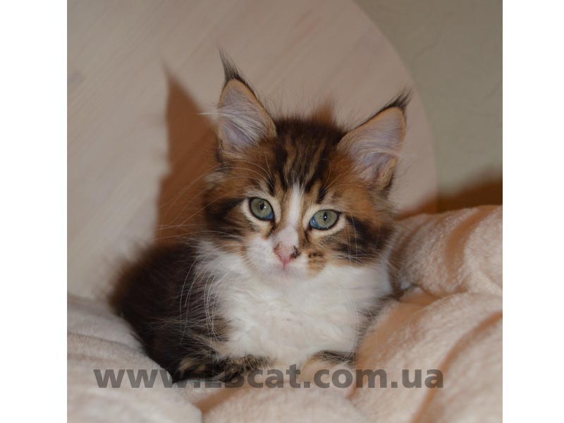 Мейн Кун