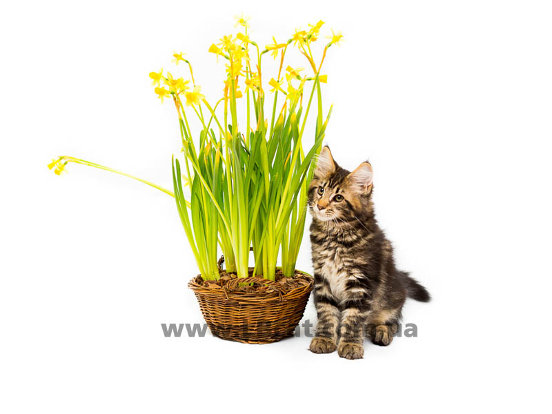 Maine Coon